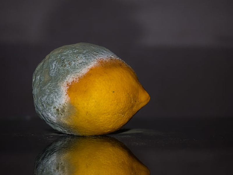 食品中常見的真菌毒素有哪些？