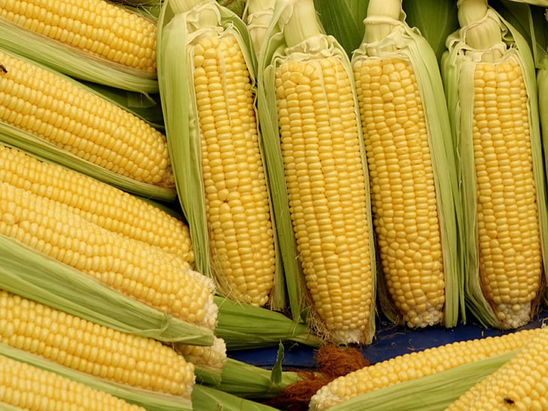 玉米赤霉烯酮的危害及檢測方法