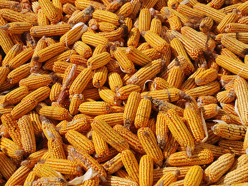 玉米中的黃曲霉毒素是怎么產(chǎn)生的？