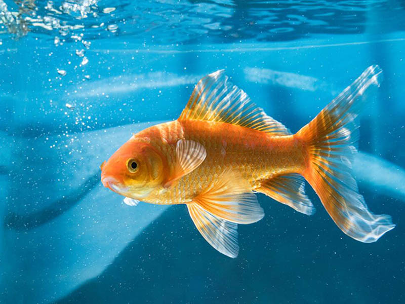 【匯總】常用淡水養(yǎng)殖水質(zhì)管理參數(shù)及限值