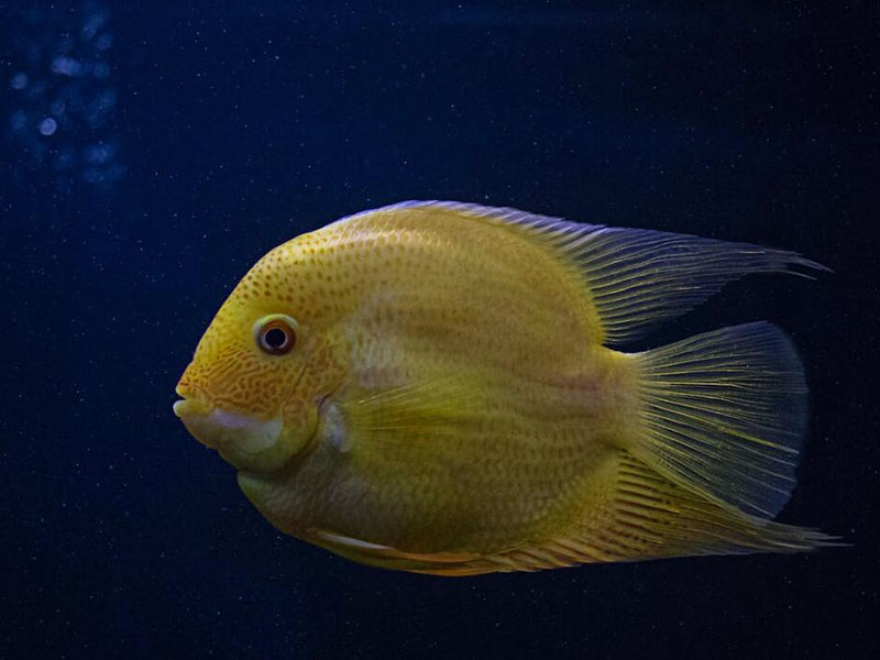 我國農(nóng)獸藥殘留限量有哪些（禁限用農(nóng)藥、禁停用獸藥有哪些）