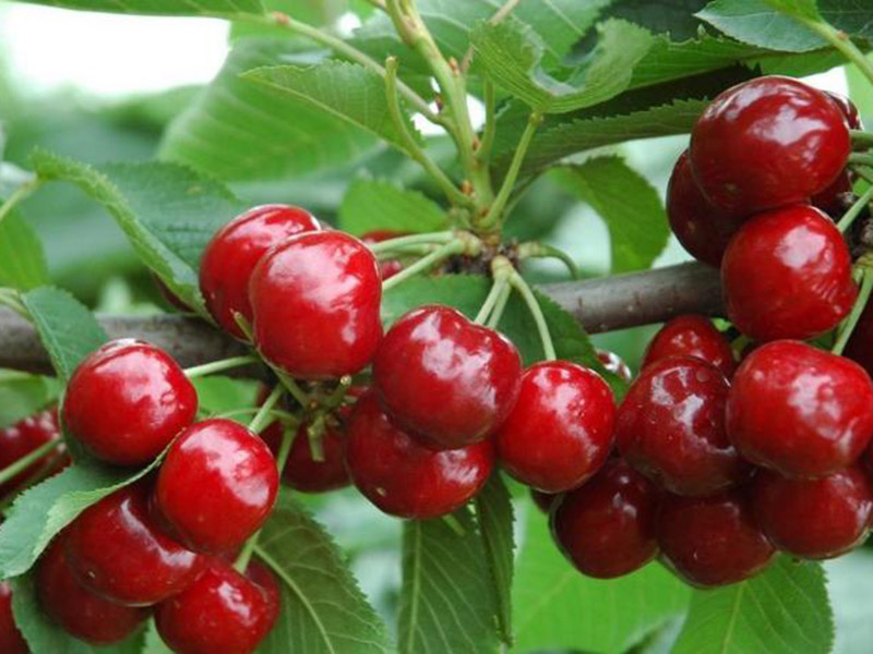 農(nóng)藥殘留速測(cè)儀促進(jìn)食品安全 農(nóng)藥殘留速測(cè)儀促進(jìn)食品安全